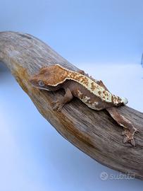 Geco Ciliatus - Cappuccino