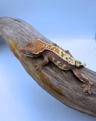 Geco Ciliatus - Cappuccino