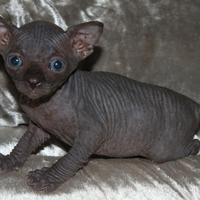 Cuccioli Sphynx