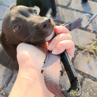 Cuccioli di cane