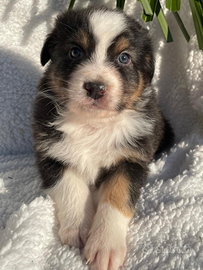 DEREK Cucciolo Pastore Australiano