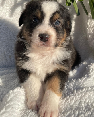 DEREK Cucciolo Pastore Australiano