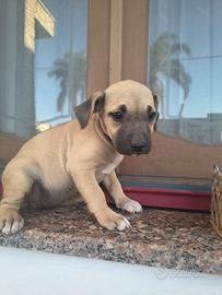 Cucciola di amstaff