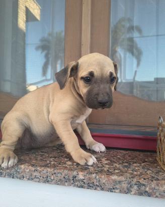 Cucciola di amstaff