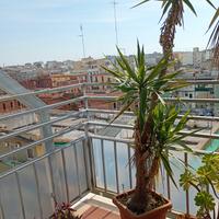 yucca da trapiantare possibilmente in terreno