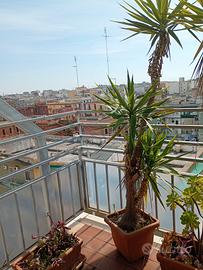 yucca da trapiantare possibilmente in terreno