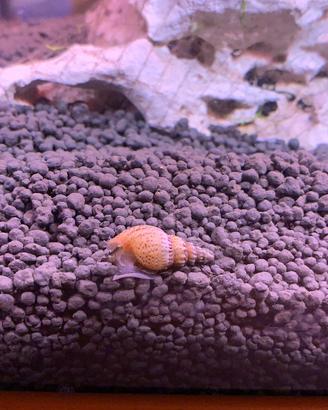 Thiara Winteri RARA lumaca per acquario