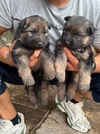 Cuccioli di pastore tedesco