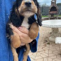 Cuccioli di cocker spaniel con Pedigree Enci