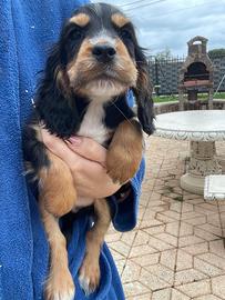 Cuccioli di cocker spaniel con Pedigree Enci