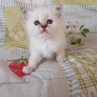 Cuccioli Sacro di Birmania