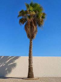 Palma Washingtonia adulta - 10 metri