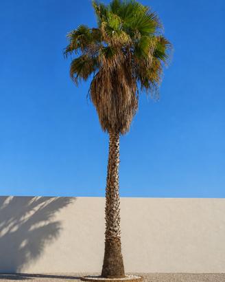 Palma Washingtonia adulta - 10 metri