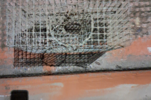 Nasse per pannocchie