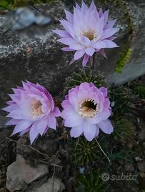 echinopsis oxygona (cactus di pasqua)