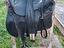 Immagine 5