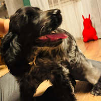 Cocker femmina pura 6 mesi