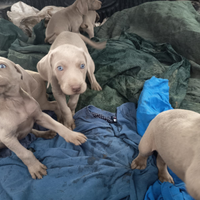 Weimaraner