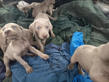 Weimaraner