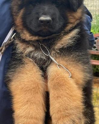 Cuccioli di pastore tedesco