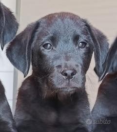 Cuccioli labrador retriever neri toscana