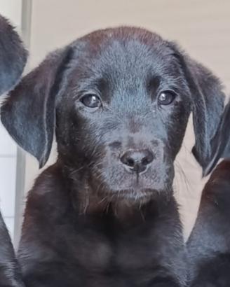 Cuccioli labrador retriever neri toscana