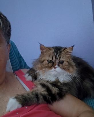 gatto persiano 
