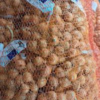 Bulbi varieta' STOCCARDA