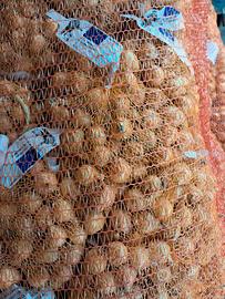 Bulbi varieta' STOCCARDA