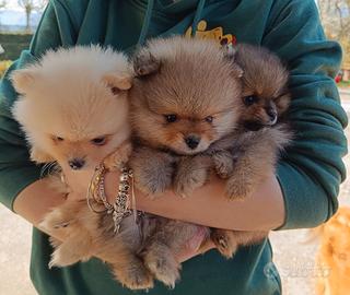 Pomerania spitz tedesco nano