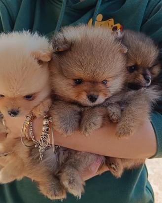 Pomerania spitz tedesco nano