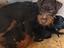 Immagine 3