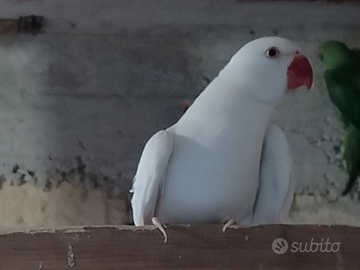 Pappagalli che ballano e parlano