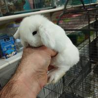 Coniglietti ariete minilop