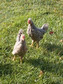 Galline legbar