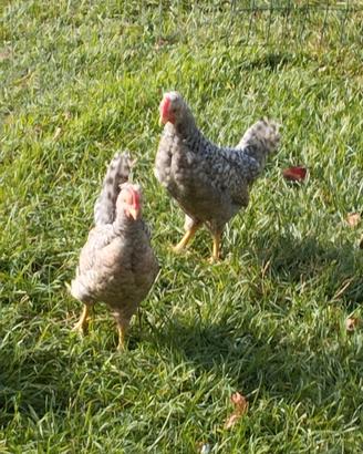 Galline legbar