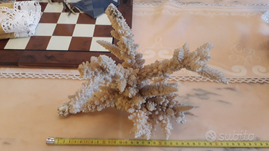 Ramo corallo mandrepora bianco