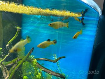 Pesce molly