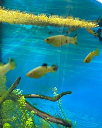 Pesce molly