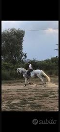 Cavallo lipizzano
