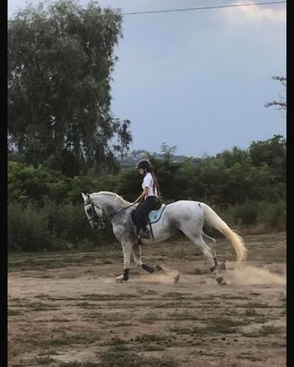 Cavallo lipizzano