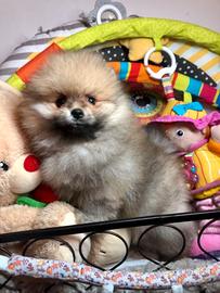 Cuccioli di spitz pomerania maschi e femmine
