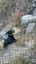 Cane da caccia al cinghiale