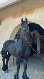 Cavallo frisone