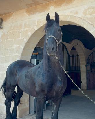 Cavallo frisone