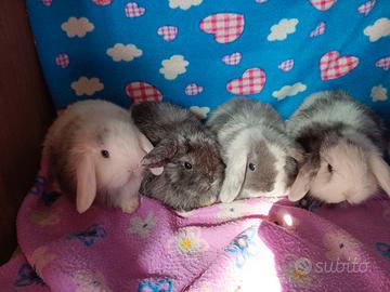 Coniglietti Arieti Nani