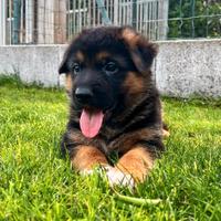 Cuccioli di Pastore Tedesco