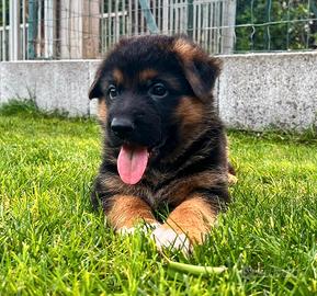 Cuccioli di Pastore Tedesco