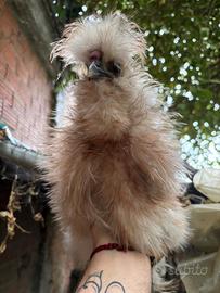 Gallo Moroseta frizzle silkie