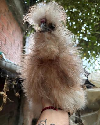Gallo Moroseta frizzle silkie